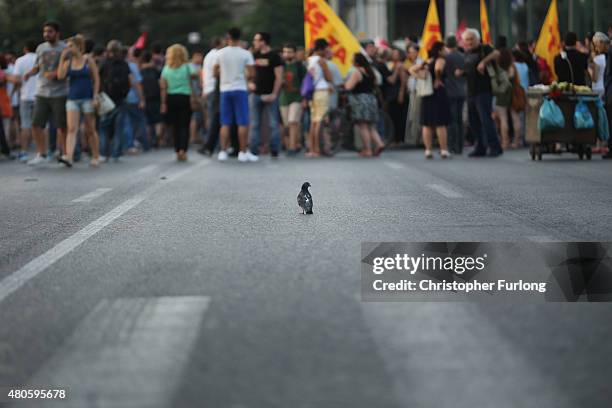 Small bird is seen in front of protesters gathering outside the Greek parliament to demonstrate against austerity after an agreement for a third...
