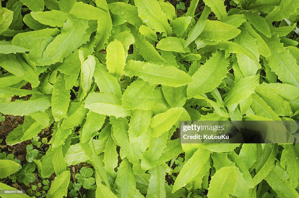 Green lettuce  food and vegetable background.