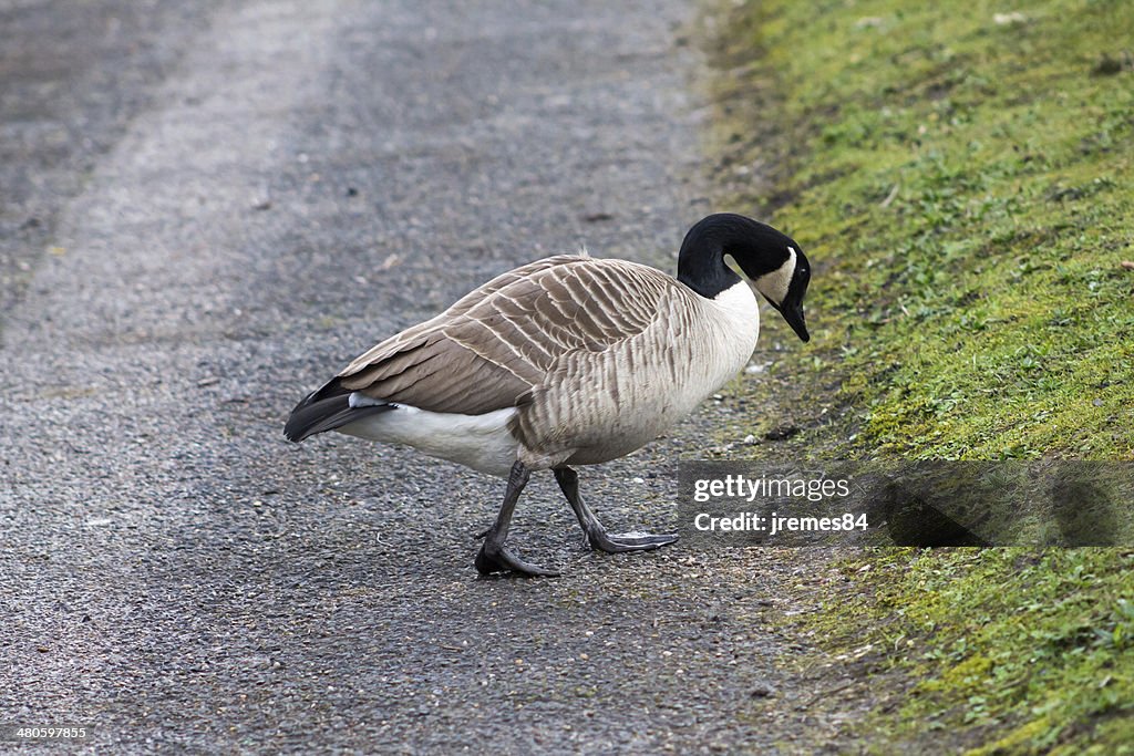 Canada Goose