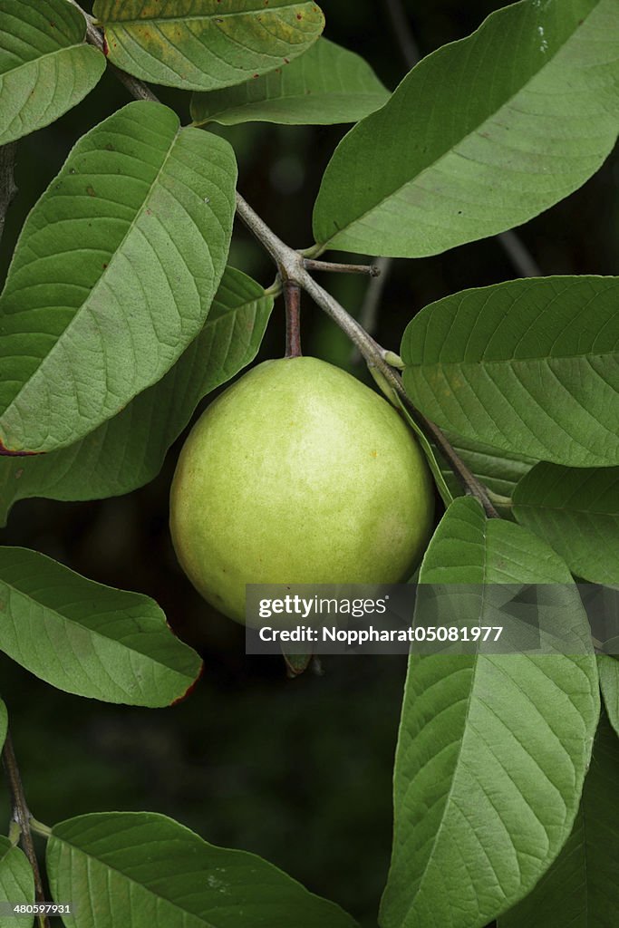 Guava fruit (Psidium guajava L) on tree.