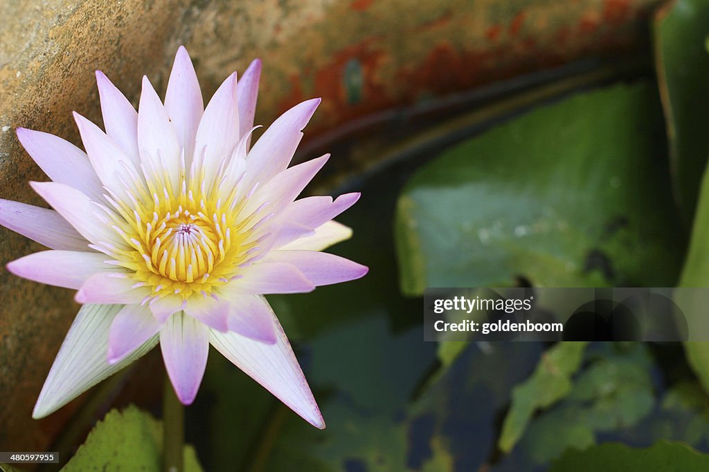 Pink lotus flower on the pool