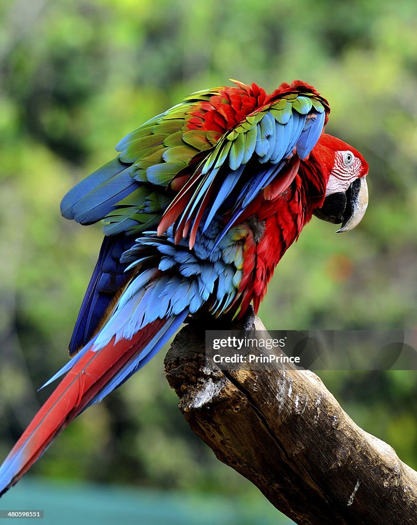Green-winged Macaw bird with flubby feathers