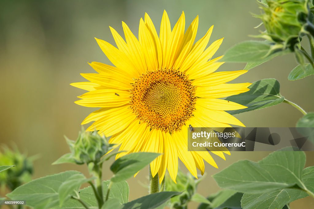 Sunflower