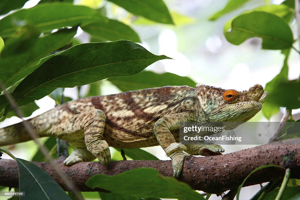 Chameleon on branch