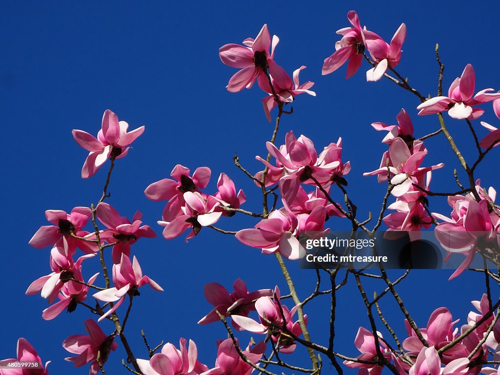 Image of branches on flowering magnolia-tree covered with pink flowers