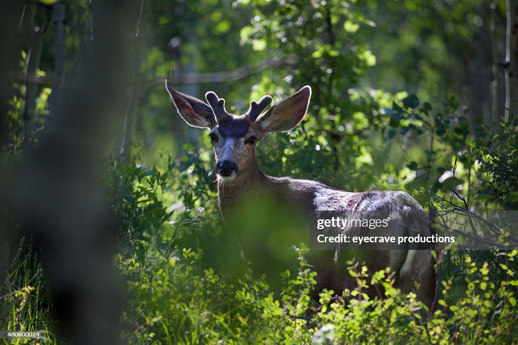 Mule Deer in Western Colorado Natural Habitat