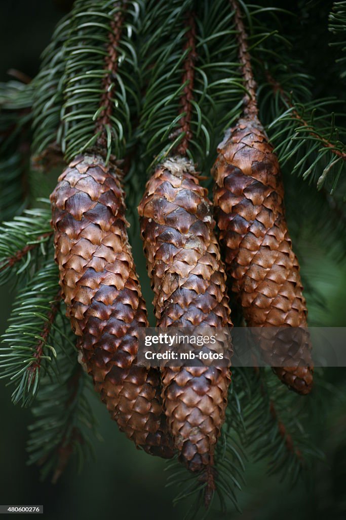 Spruce cones