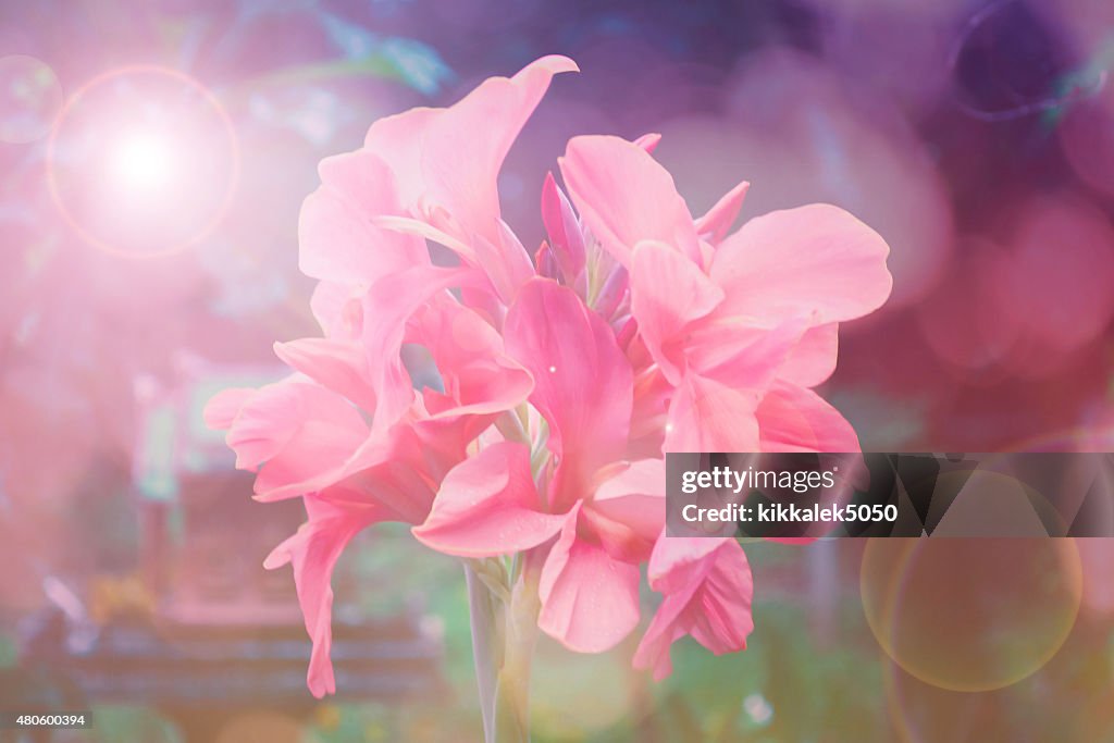 Pink canna flower