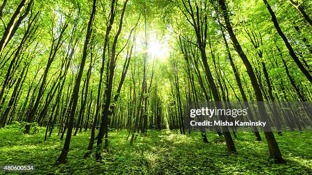 Spring June Photo 861,402 June Summer Stock Photos, High-Res Pictures, and Images - Getty ...