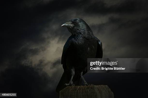 carrion crow (corvus corone) - rabe stock-fotos und bilder