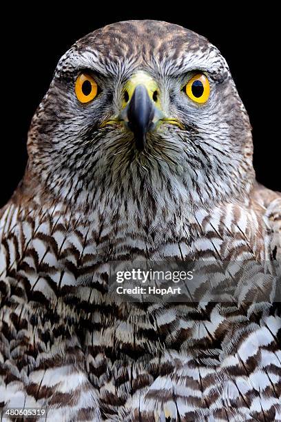 Hawk Eye Color 3,720 Hawk Eyes Stock Photos, High-Res Pictures, and Images - Getty Images