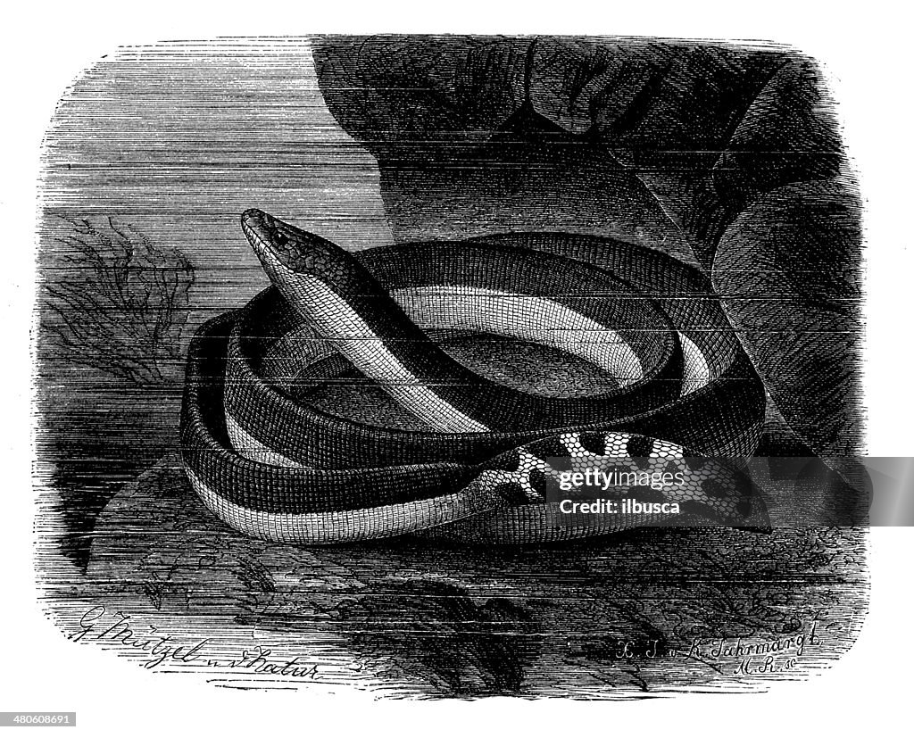 Antique illustration of Pelamis platura (yellow-bellied sea snake)