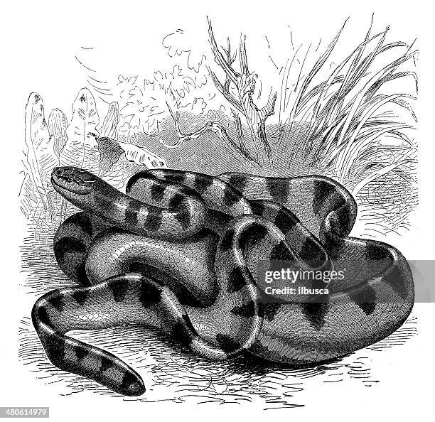 antique illustration of hydrophis cyanocinctus (annulated sea snake) - sea snake stock illustrations