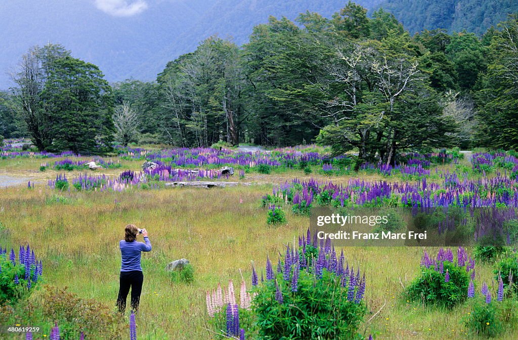 A field of lupines on the way to Milford Sound