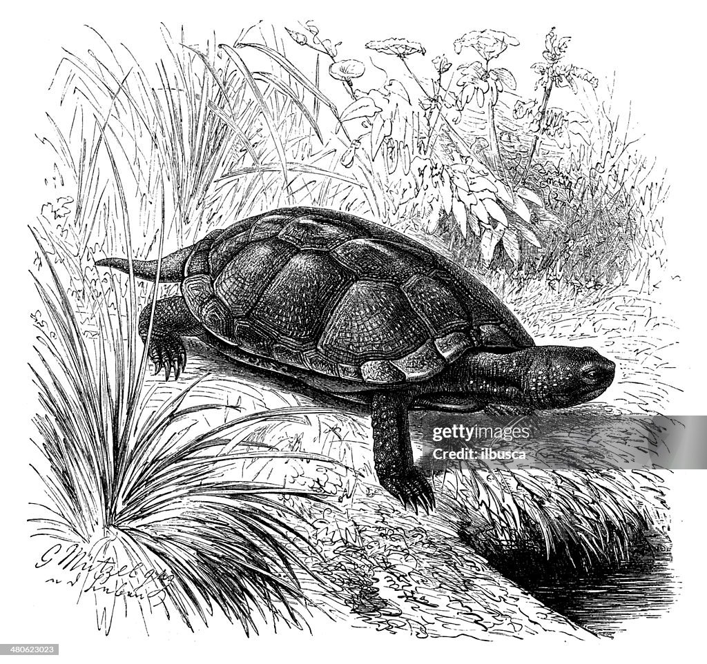 Antique illustration of European pond turtle (Emys orbicularis)