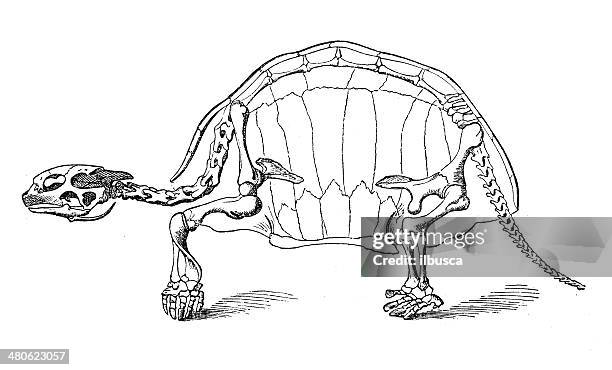 ilustraciones, imágenes clip art, dibujos animados e iconos de stock de tortuga ilustración de antigüedades de skeleton - dermoquélidos