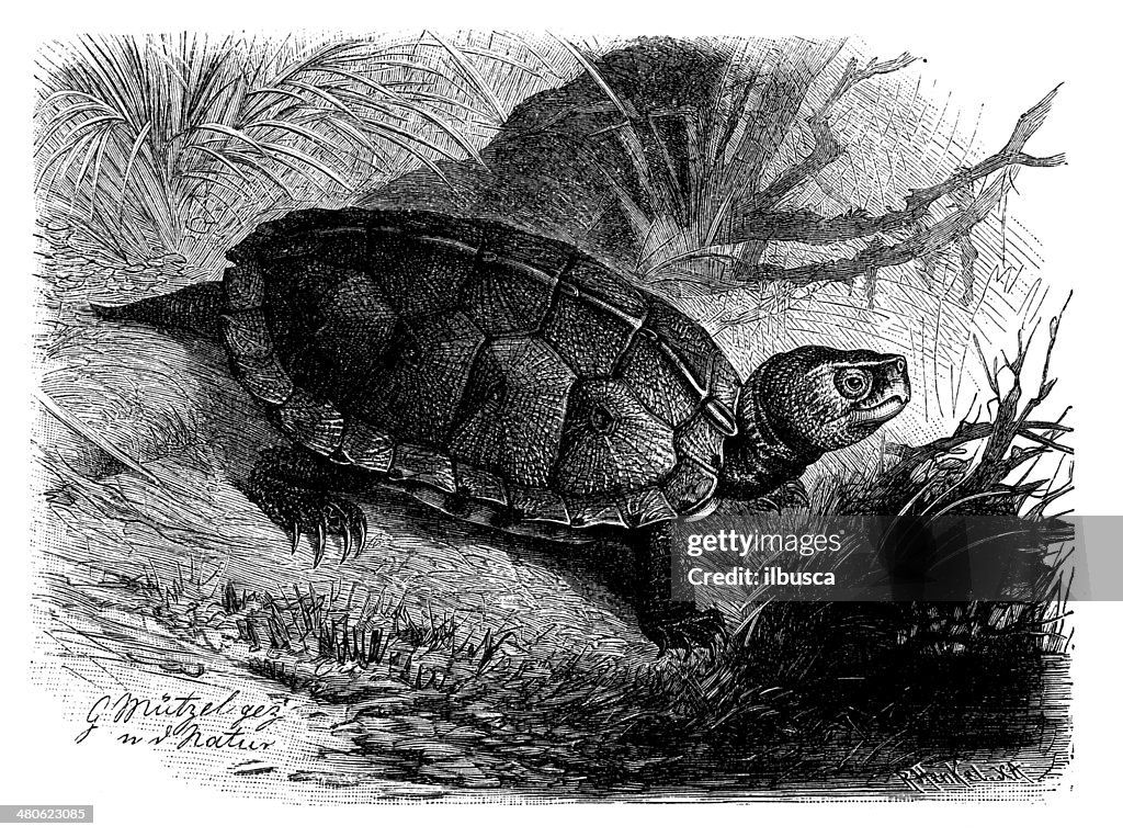 Antique illustration of wood turtle (Glyptemys insculpta)