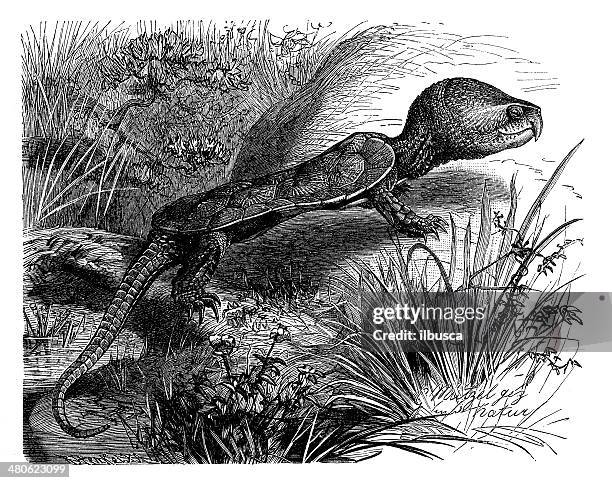 ilustrações de stock, clip art, desenhos animados e ícones de antiguidade ilustração de tartaruga de cabeça grande (platysternon megacephalum) - tartaruga gigante