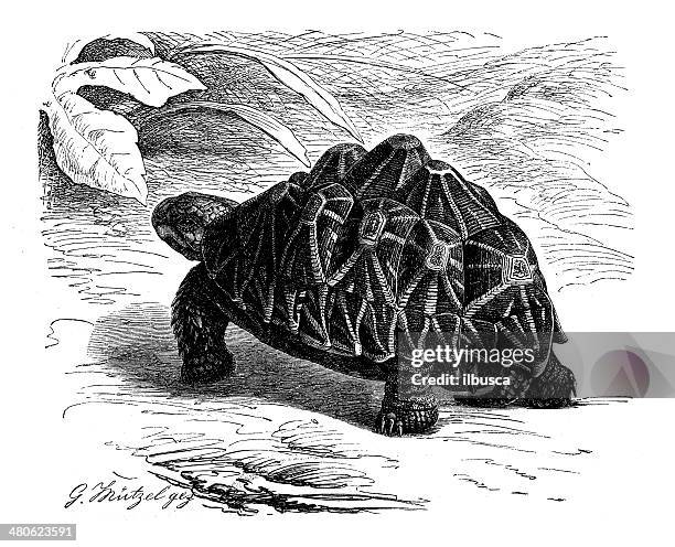 stockillustraties, clipart, cartoons en iconen met antique illustration of indian star tortoise (geochelone elegans) - elegans