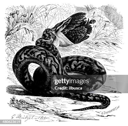 Antique illustration of Python sebae (African rock python) Antique illustration of Python sebae (African rock python)