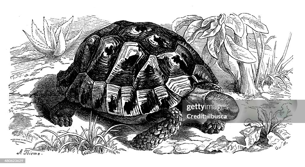 Antique illustration of spur-thighed tortoise or Greek tortoise (Testudo graeca)