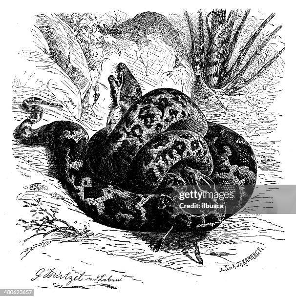 antique illustration of python molurus (yellow burmese python) - yellow burmese python stock illustrations