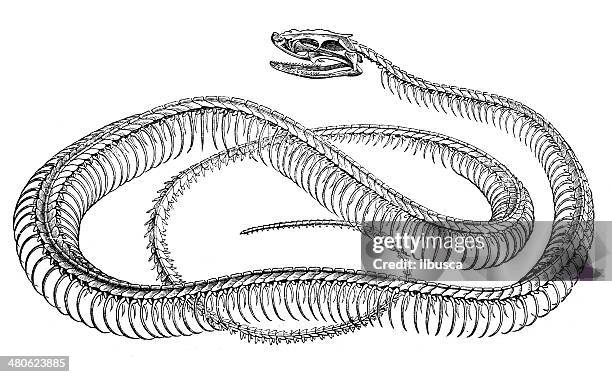ilustraciones, imágenes clip art, dibujos animados e iconos de stock de anticuario ilustración de serpiente esqueleto - esqueleto de animal