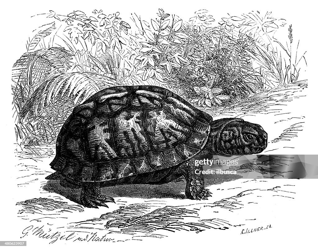 Antique illustration of Eastern box turtle (Terrapene carolina carolina)
