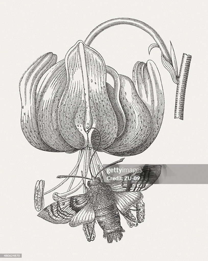 Hummingbird hawk-moth, published in 1880