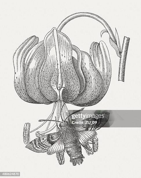 hummingbird hawk-moth, published in 1880 - lilium martagon stock illustrations