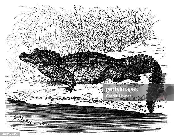 antique illustration of dwarf crocodile (osteolaemus tetraspis) - african dwarf crocodile stock illustrations