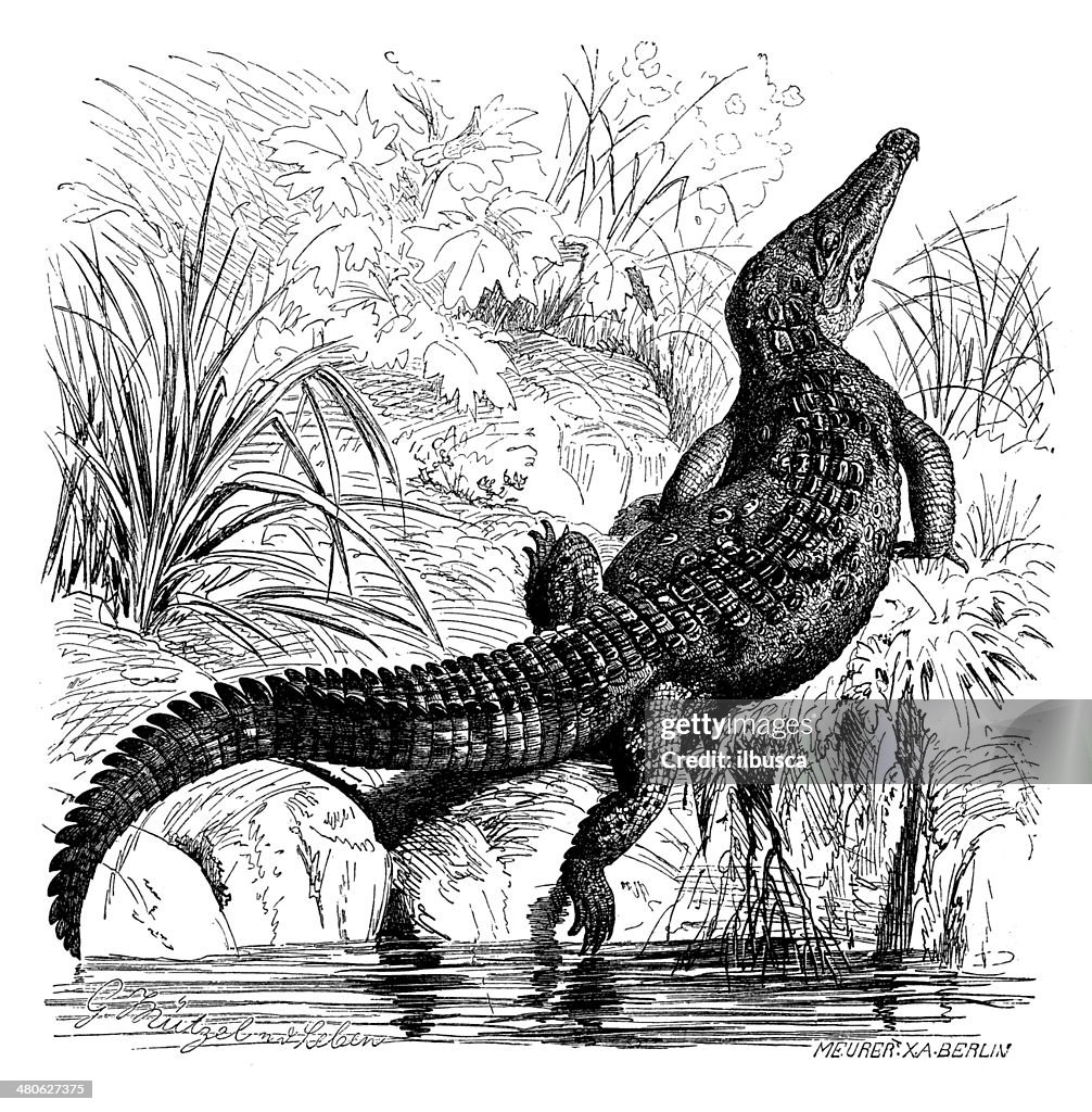 Antique illustration of American crocodile (Crocodylus acutus)
