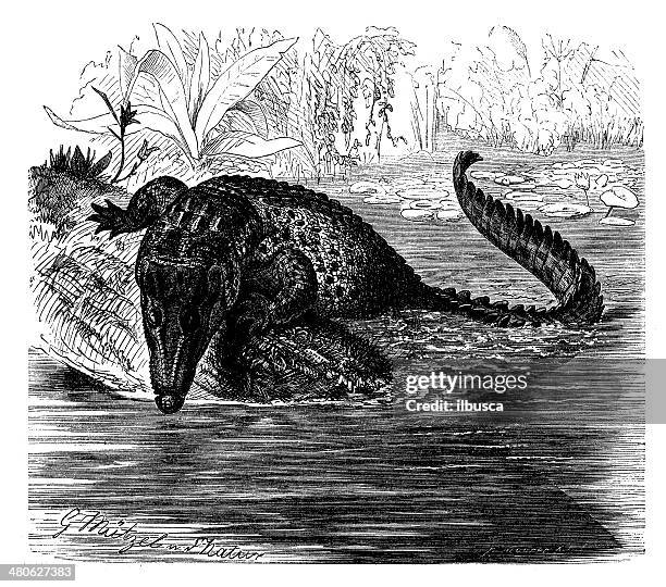 antikes illustration of saltwater crocodile (crocodylus porosus) - crocodylus porosus stock-grafiken, -clipart, -cartoons und -symbole