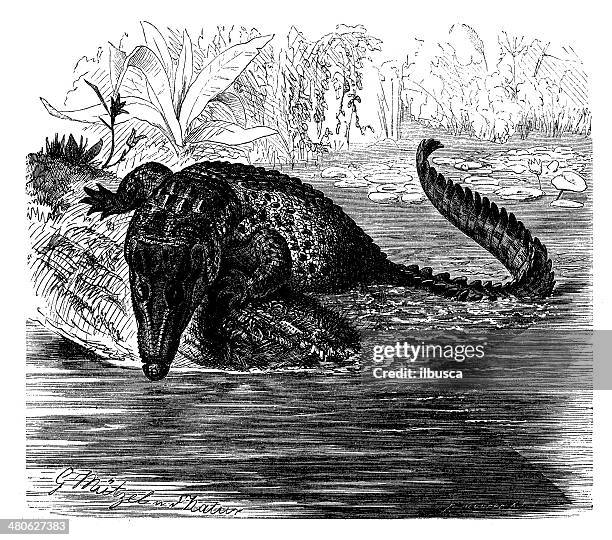 antique illustration of saltwater crocodile (crocodylus porosus) - australian saltwater crocodile stock illustrations