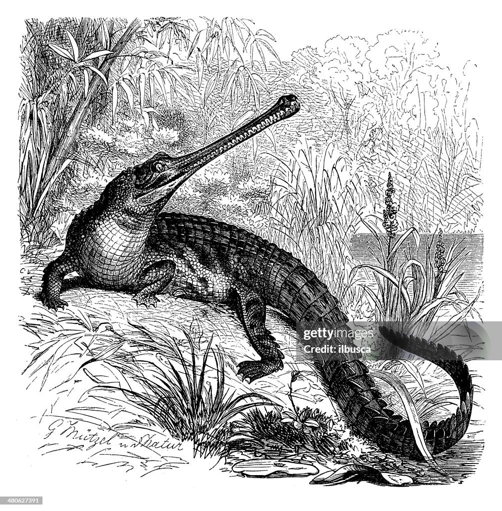 Antique illustration of gharial (Gavialis gangeticus)