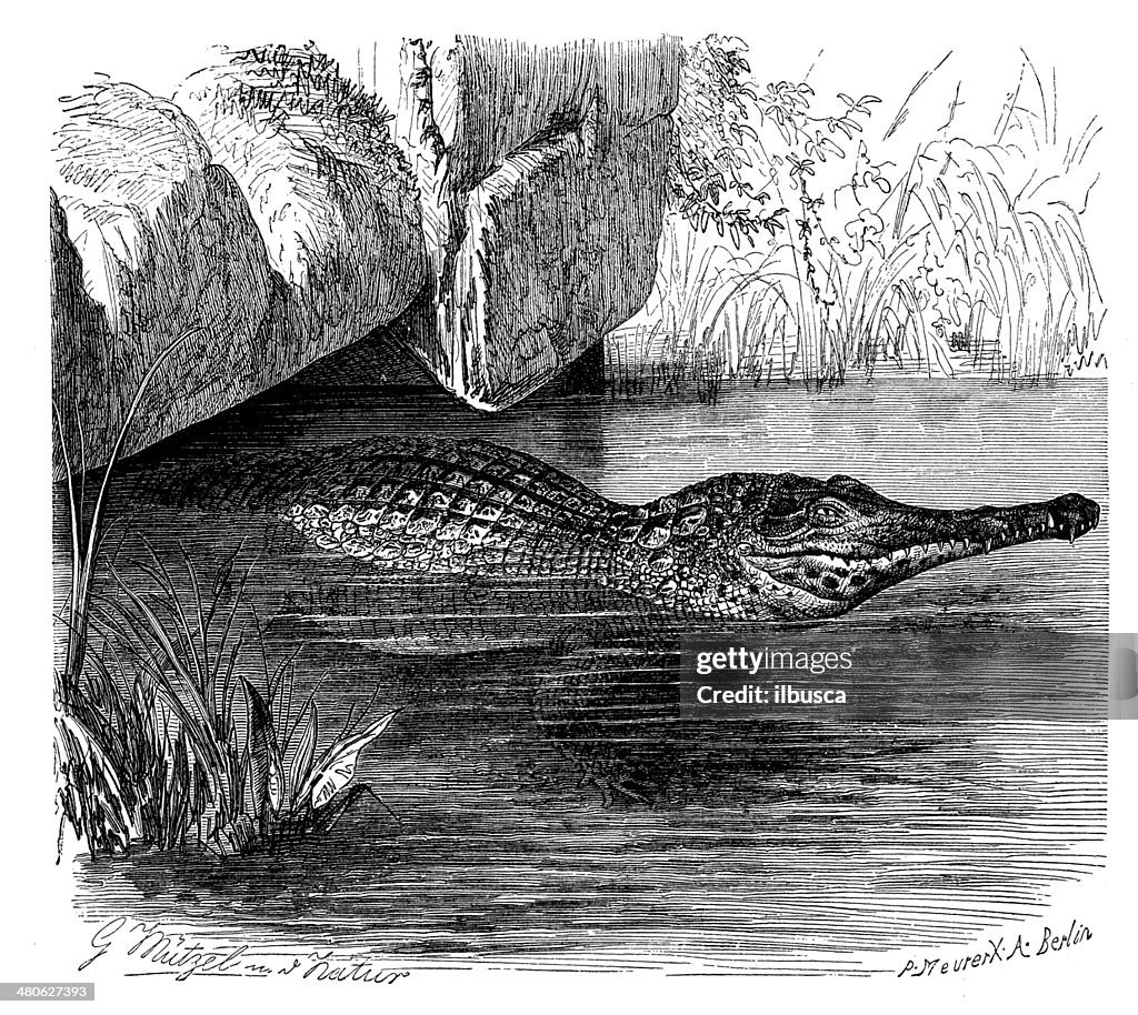 Antique illustration of African slender-snouted crocodile (Mecistops cataphractus)