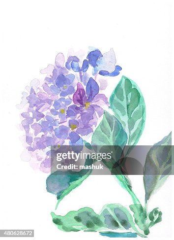 Hydrangea Hydrangea