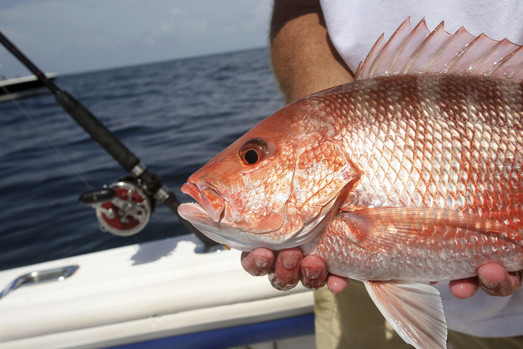 red snapper fishing