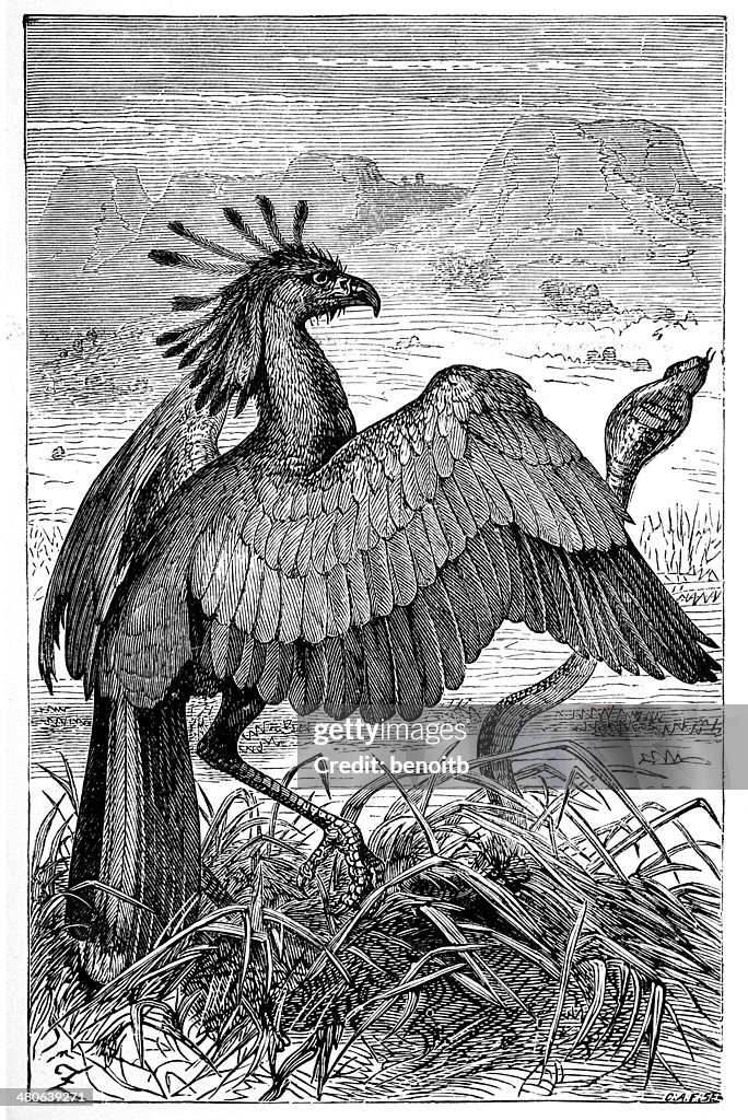 Secretary Bird Attacks The Snake