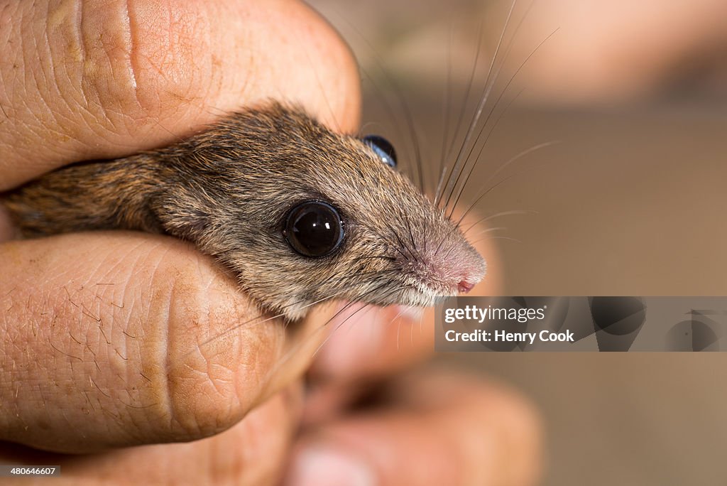 Puerto Rico Rats Processing Common Rock Rat High-Res Stock Photo - Getty Images