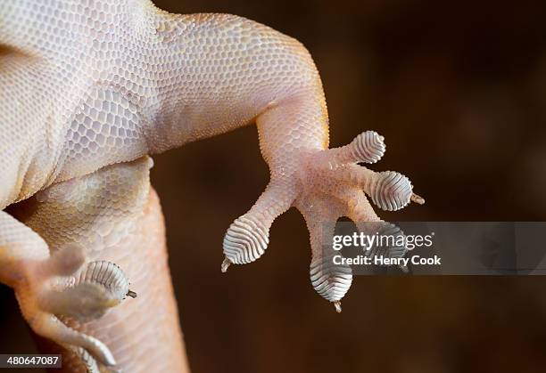 gehyra robusta foot detail - gehyra stock pictures, royalty-free photos & images