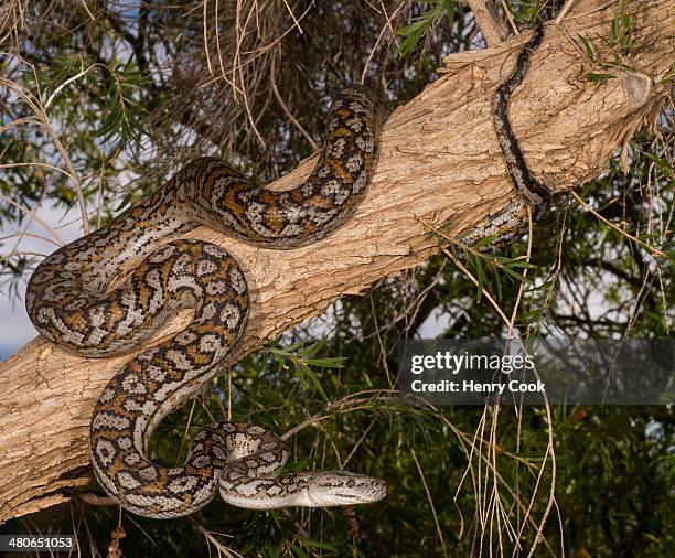 murray darling carpet python - morelia photos et images de collection