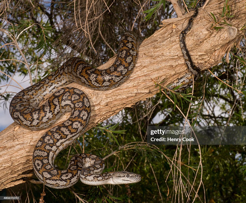 Molly Darling Python Murray Darling Carpet Python High-Res Stock Photo - Getty Images