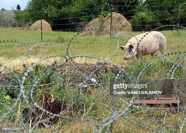 Pig is pictured behind a wire barricade erected by Russian and Ossetian troops along Georgia's de-facto border with its breakaway region of South...