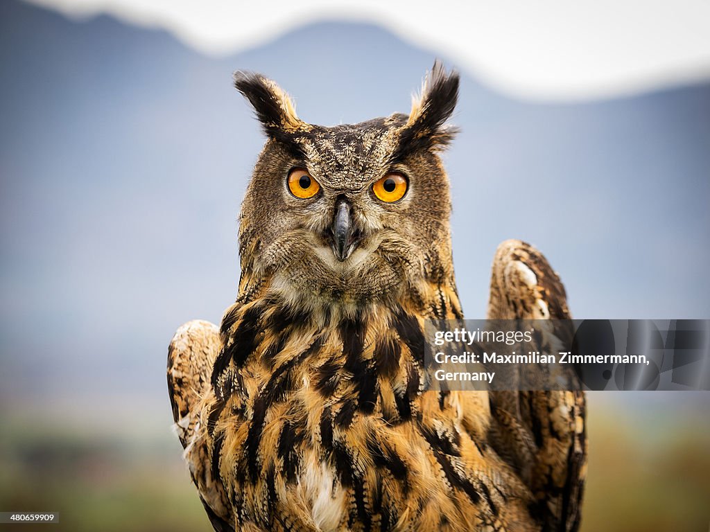 Eurasian Eagle-Owl (Bubo bubo)