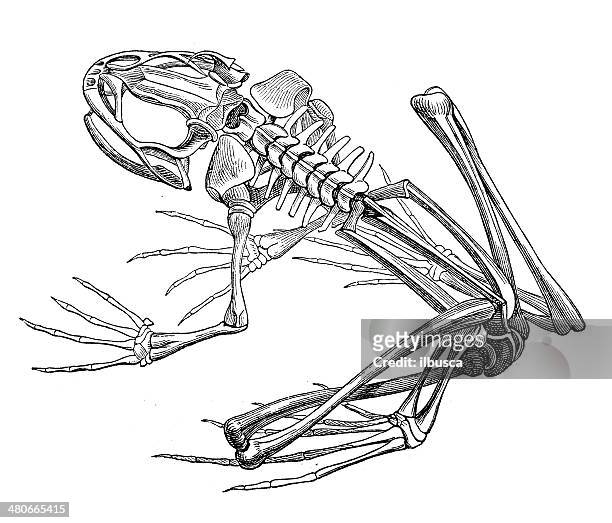 antique illustration of frog skeleton - toad stock illustrations