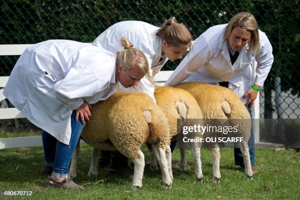 Farmers check the display of their texel cross sheep as they are judged on the first day of the Great Yorkshire Show near Harrogate, northern England...