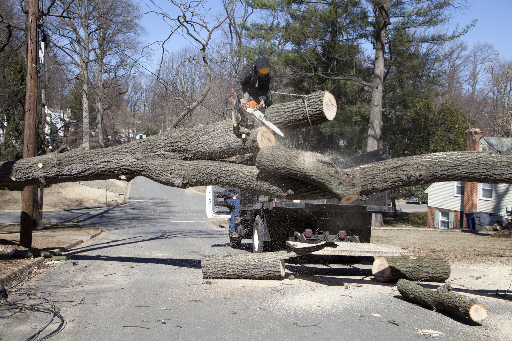 tree removal season