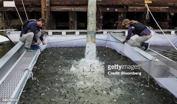 Chinook salmon are released into pens in Rio Vista, California, U.S., on Tuesday, March 25, 2014. California will begin hauling 30 million young...