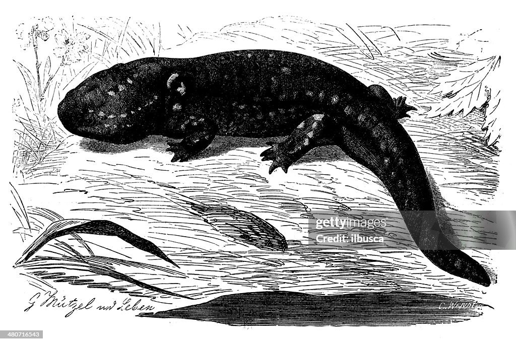 Antique illustration of tiger salamander (Ambystoma tigrinum)